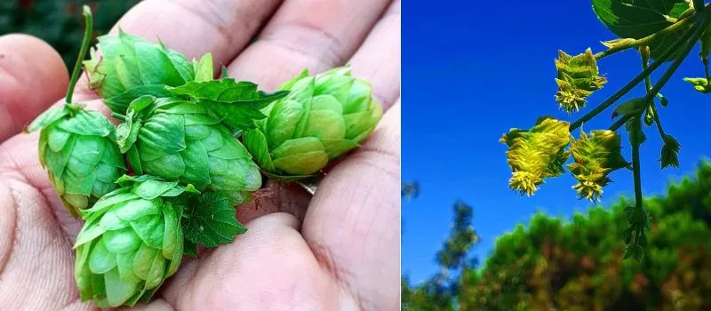 luppoli microbirrificio di barassi lavagna