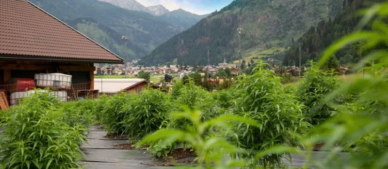 azienda dolomiti bio hemp la canapa